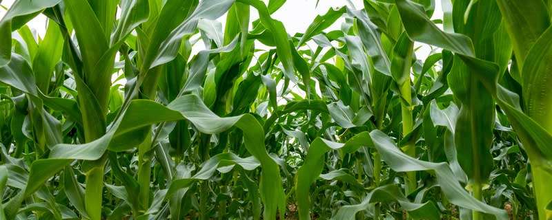 玉米虫害用什么农药 玉米虫害用什么农药效果好