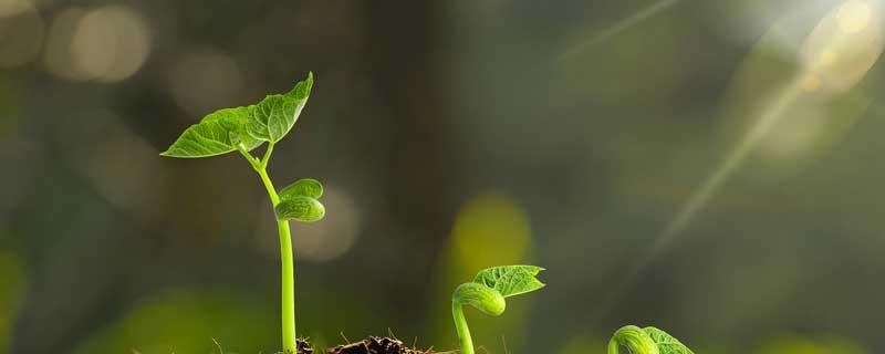 新植物的幼体是什么 种子中新植物的幼体是什么