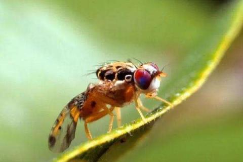 果蝇用什么农药防治