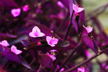 紫叶鸭跖草的功效和作用是什么呢（紫叶鸭跖草是高等植物吗）