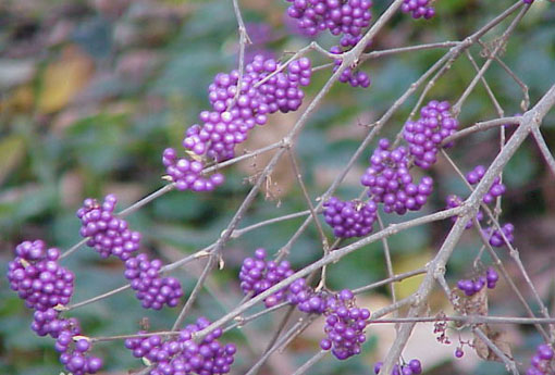 紫珠（紫珠的养殖方法和注意事项）