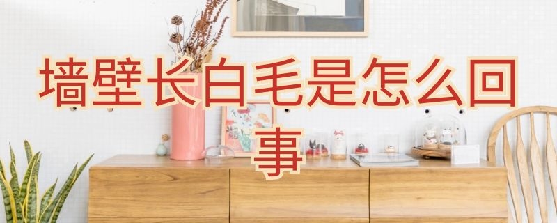 墙壁长白毛是怎么回事（墙壁长白毛是怎么回事 醋）