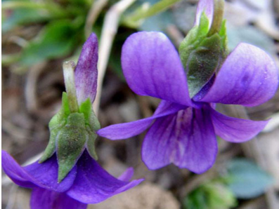 紫花地丁泡茶的功效是什么呢 紫花地丁能泡茶吗