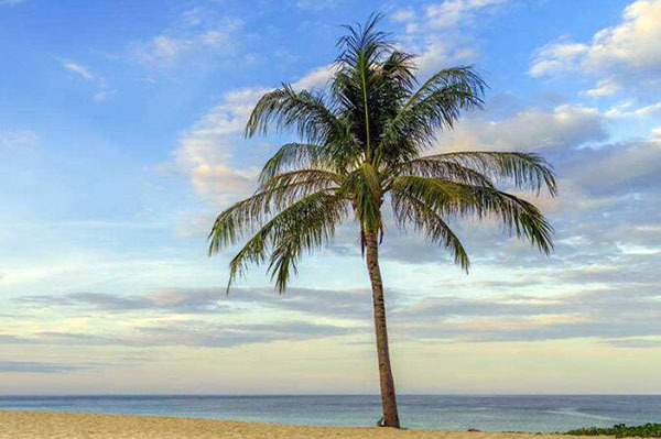 仿真椰子树的好处有哪些 仿真椰子树生产厂家
