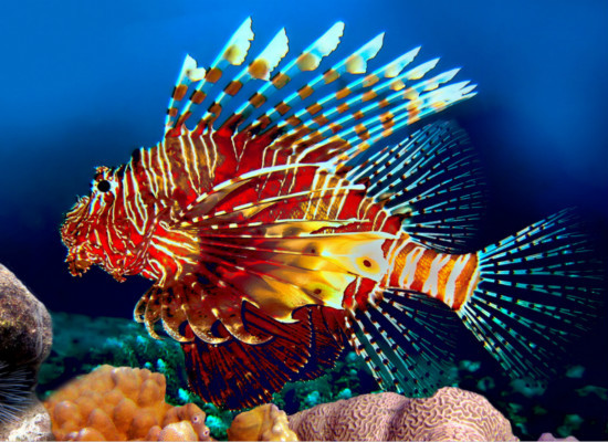 常见的热带鱼种类，你都认识么 五种常见热带鱼品种及特征