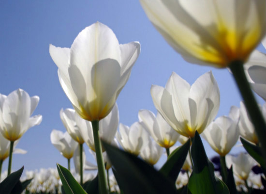 白色郁金香的花语，你都造么 白色郁金香的花语是什么?