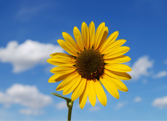 太阳花的花语是什么，你都造吗 太阳花的花语是什么有什么好