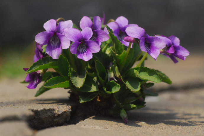 紫花地丁的别名都有哪些呢
