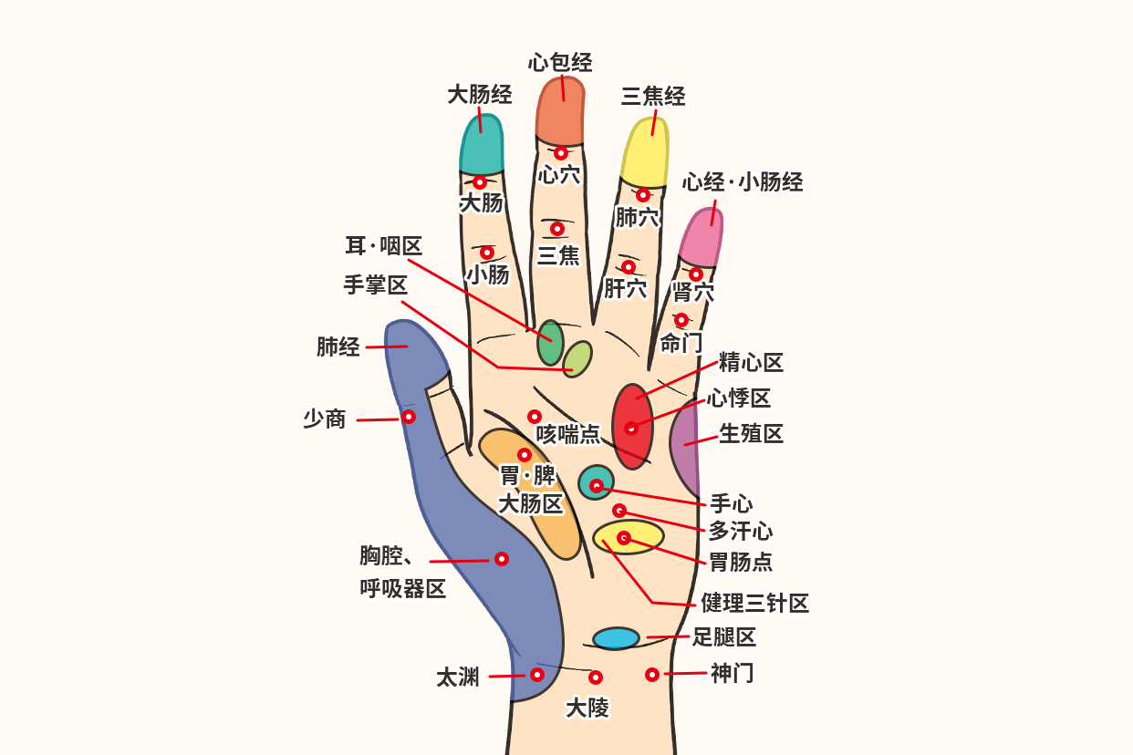 手的经络和反射区图