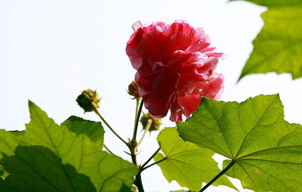 木芙蓉花的用途 木芙蓉花的价值介绍