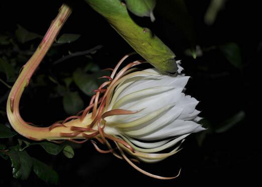 昙花一现 昙花一现为韦陀