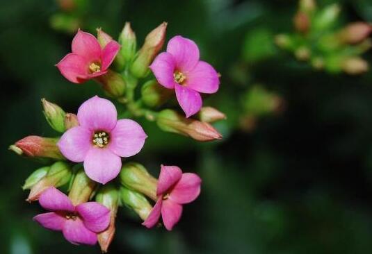 长春花花语是什么 长春的花语