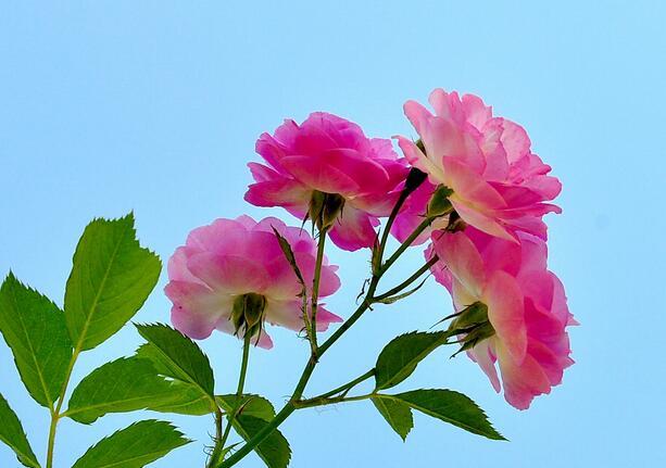蔷薇花语美而丰富 食用方法亦是多样