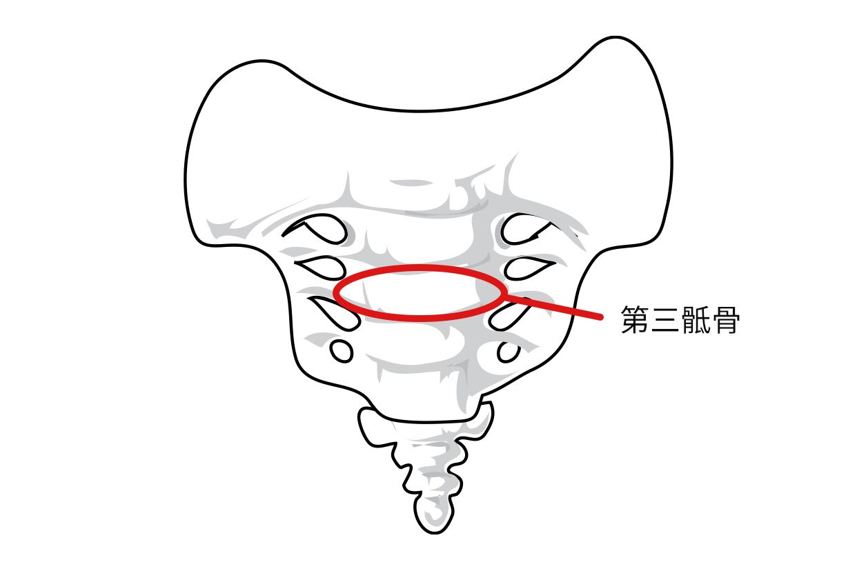 第三骶骨在哪个位置图片（骶骨两边是什么位置）