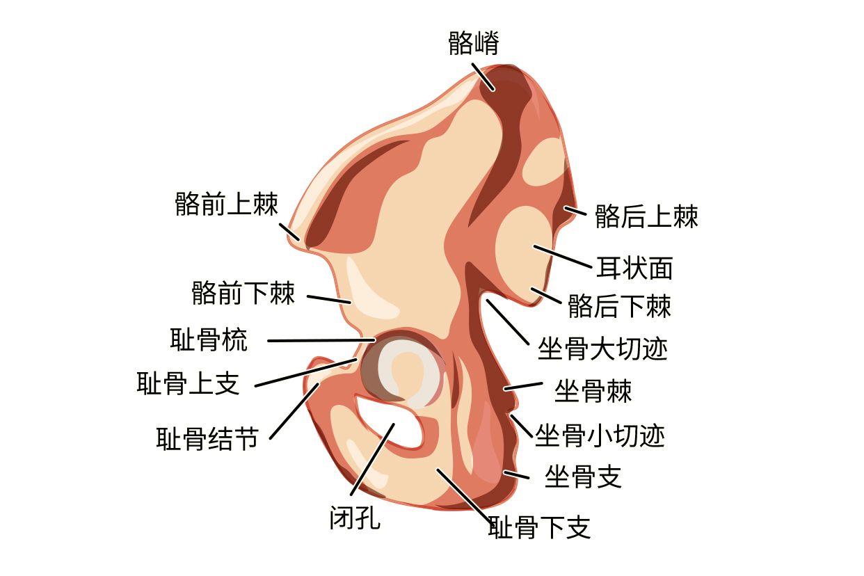 髂骨耳状面图片 骶髂关节耳状面图片