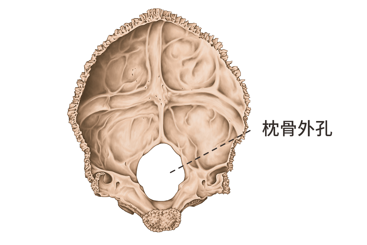 枕骨外孔图片 枕骨大孔位置图