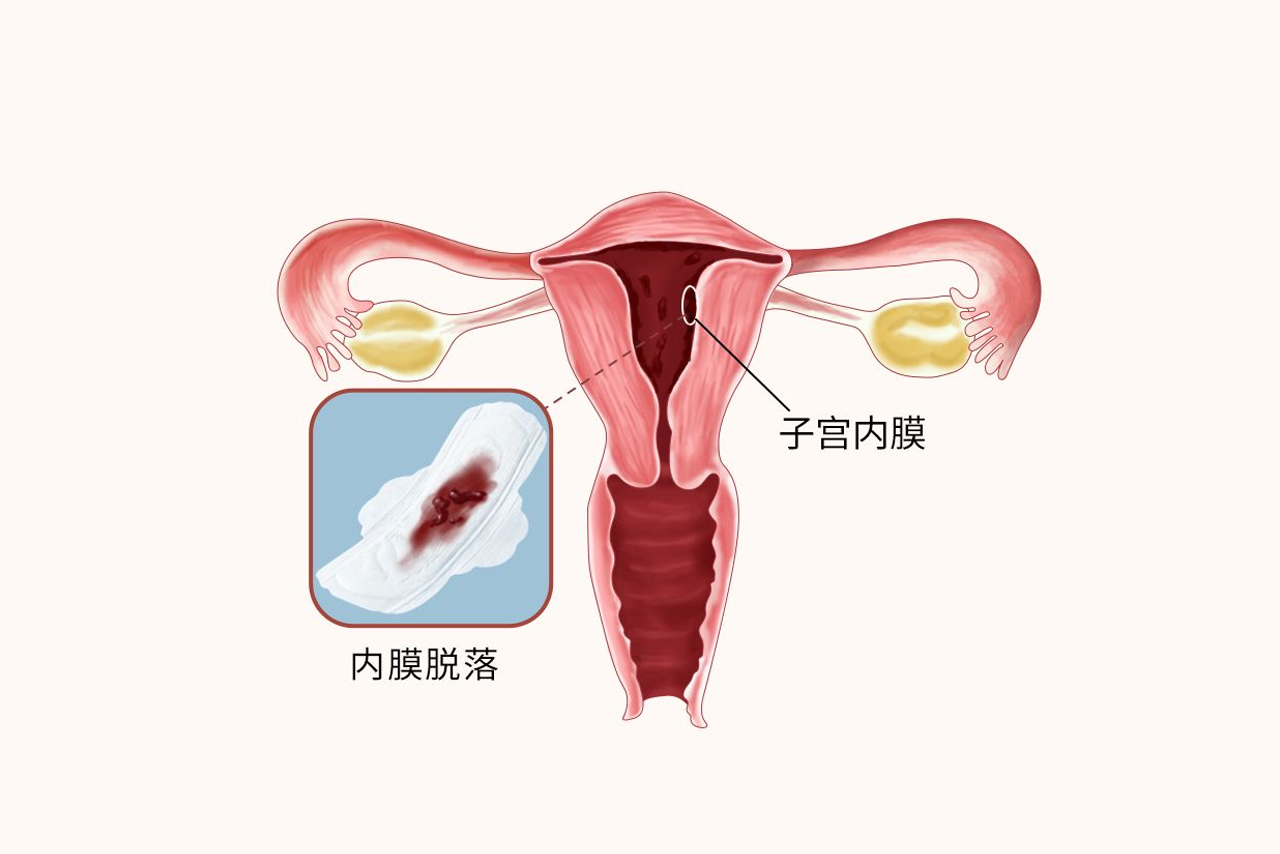 快来月经的子宫图片 快来月经的子宫图片大全