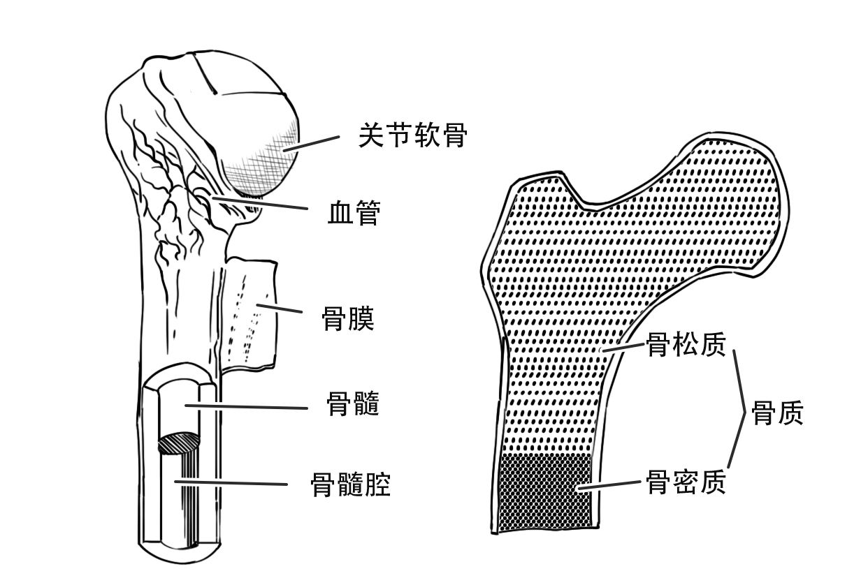 长骨的解剖结构模式图（长骨的解剖结构模式图八年级生物）