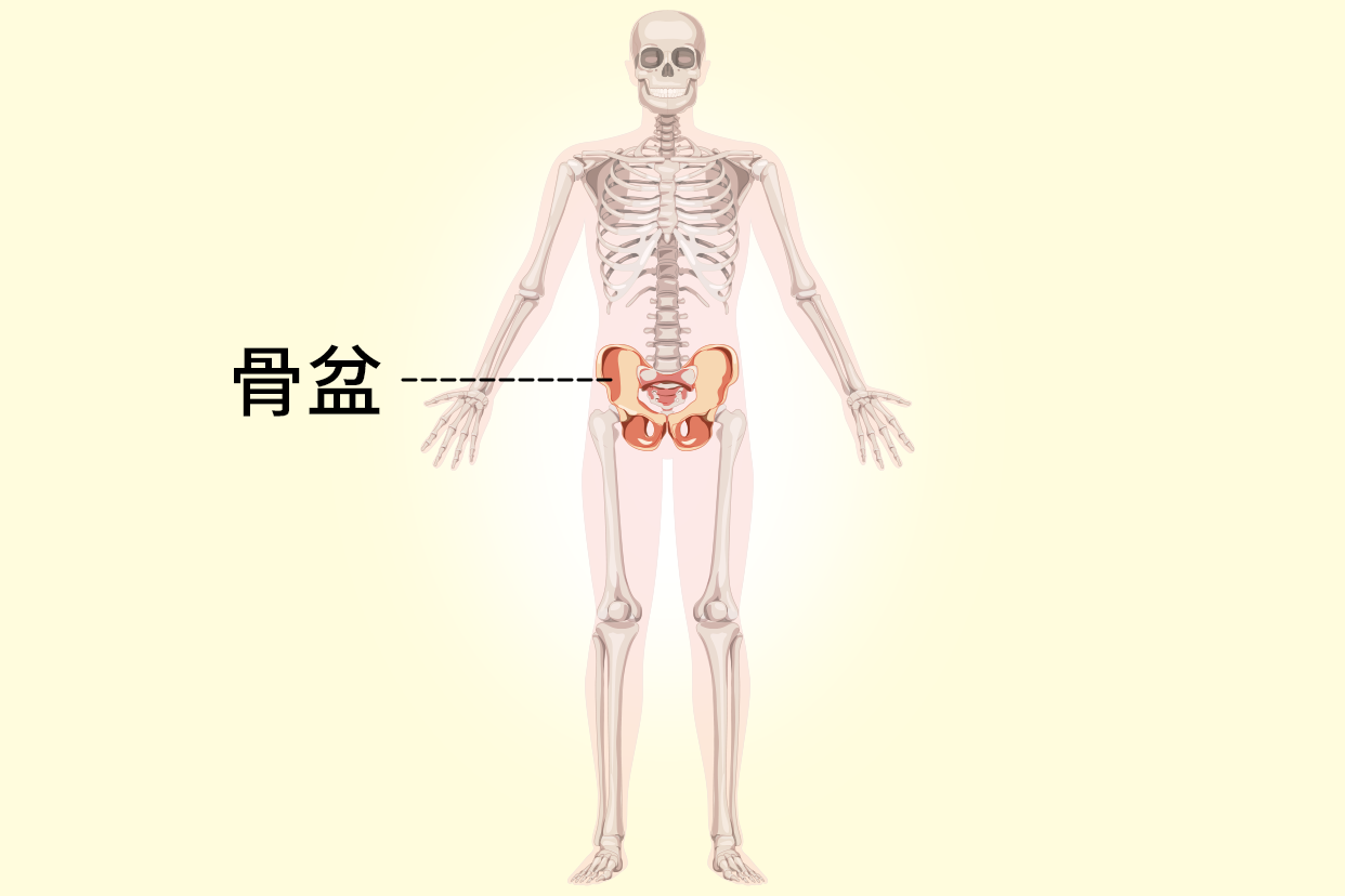 骨盆位置图片 子宫骨盆位置图片