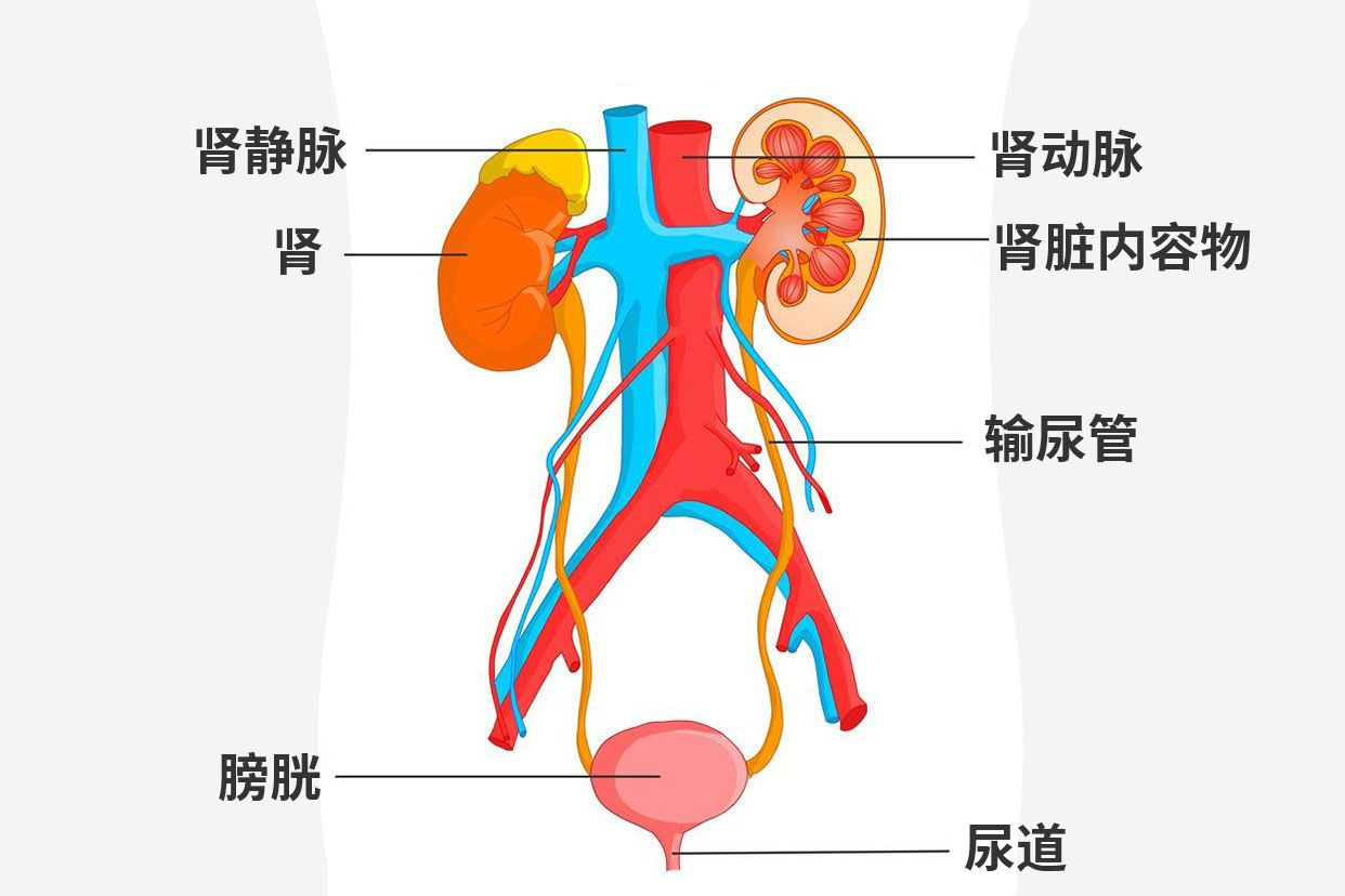 泌尿系统解剖图手绘（手绘泌尿系统解剖简图）