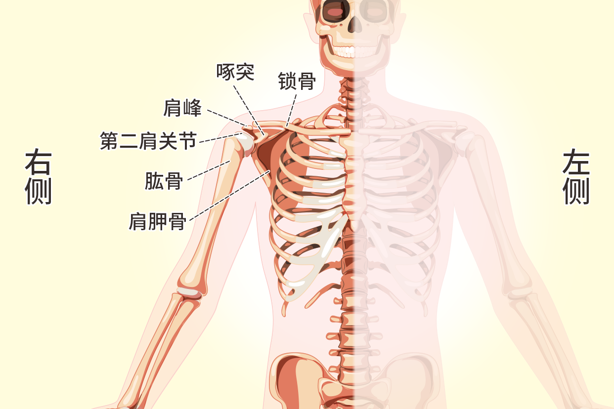 人体右肩膀骨骼示意图（人体右肩膀图解结构）