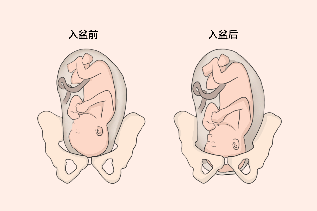 怀孕36周胎儿入盆图（孕36周宝宝入盆）