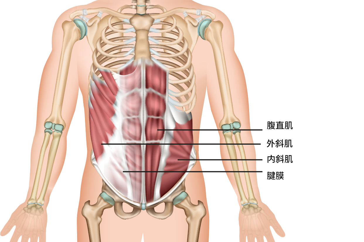 腹壁前外侧位置图片