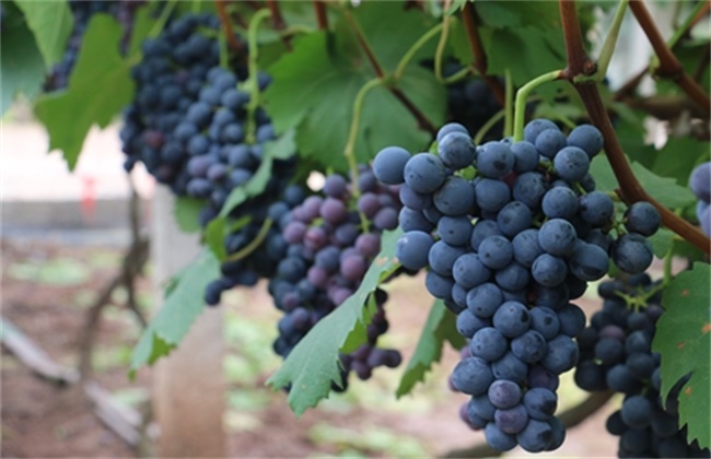 葡萄是几月份种植（什么时候种葡萄最好在几月）