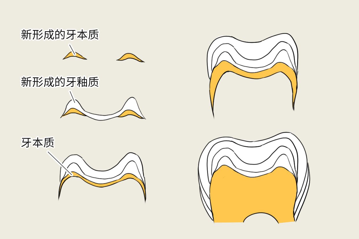牙釉质生长线图片 牙釉质生长发育线