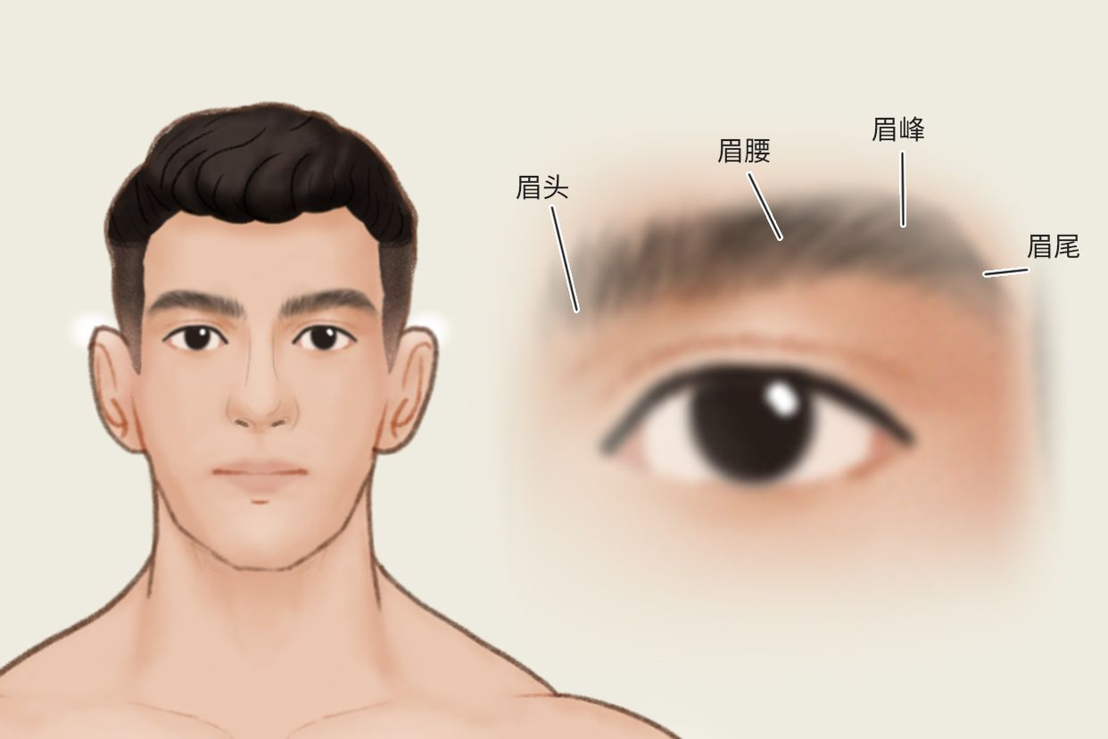 眉毛结构图（眉毛结构图并带名称图）