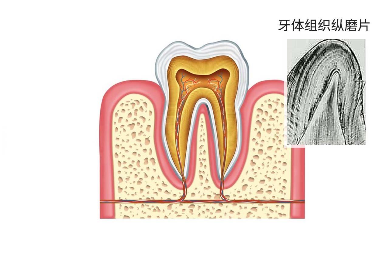 牙体组织纵磨片绘图 牙齿纵磨片画图
