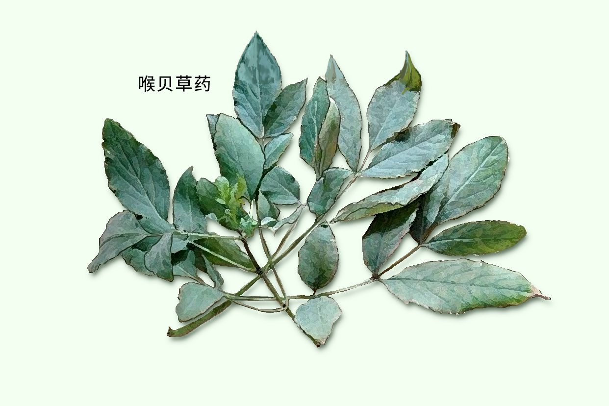 喉贝草药图（什么是喉贝草）