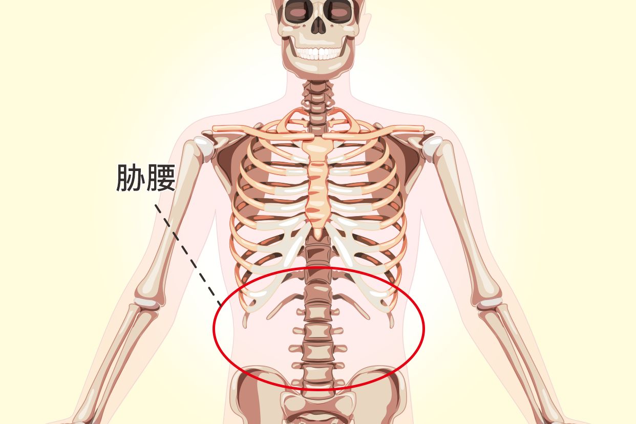 胁腰部位置图（胁腰部是哪里）