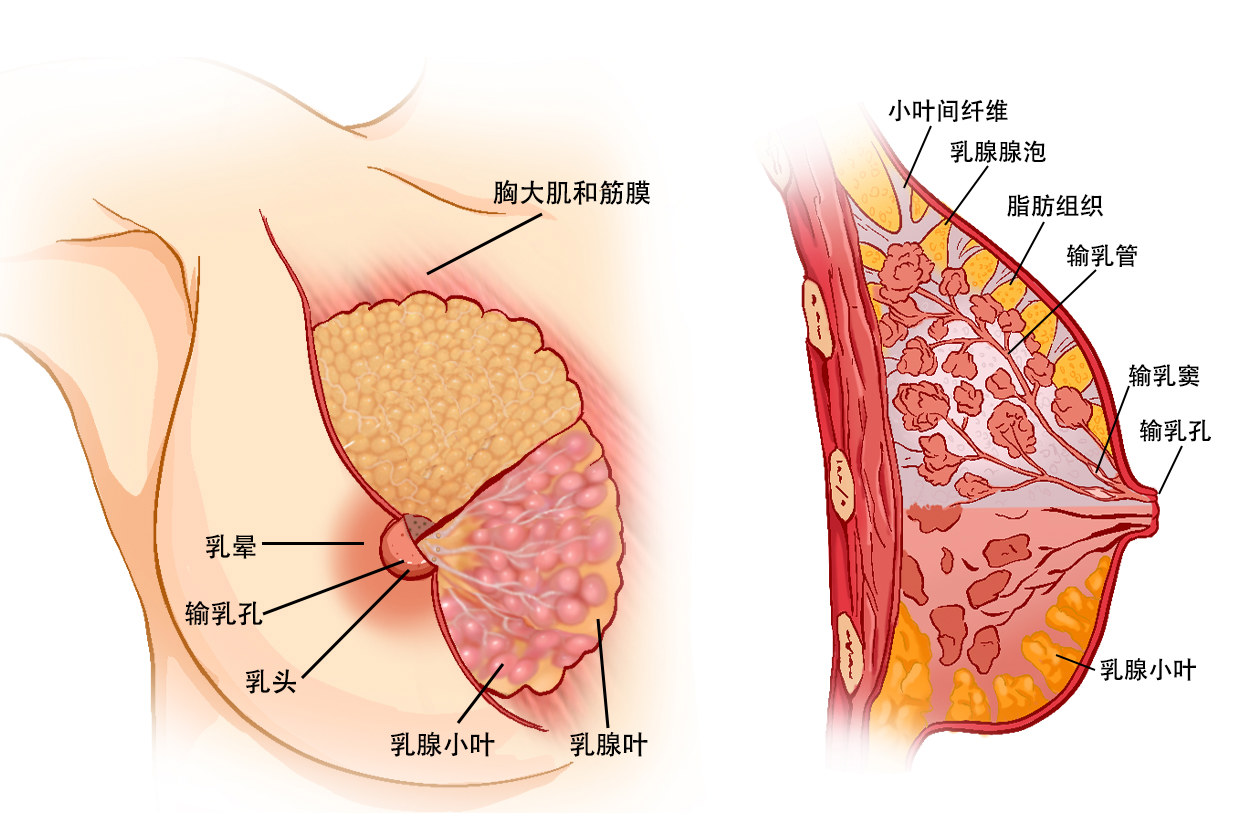 女性胸部结构图部位名称 女性胸部结构图部位名称图片