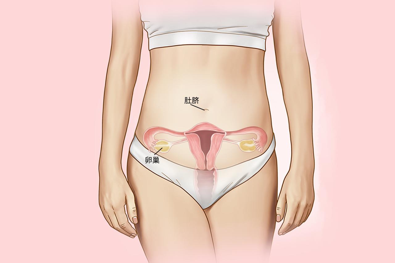 卵巢离肚脐平面图