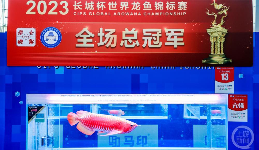 广州龙鱼锦标赛冠军卖出108万天价 广州龙鱼商家排名