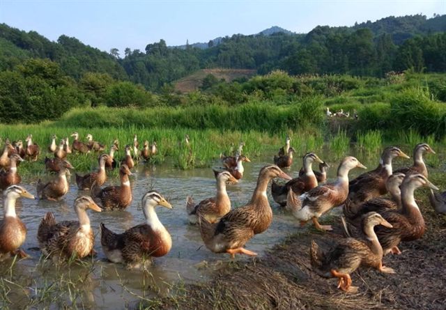 22年前，浙江10万“鸭兵”新疆灭蝗虫，战果如何？中国治蝗新思路