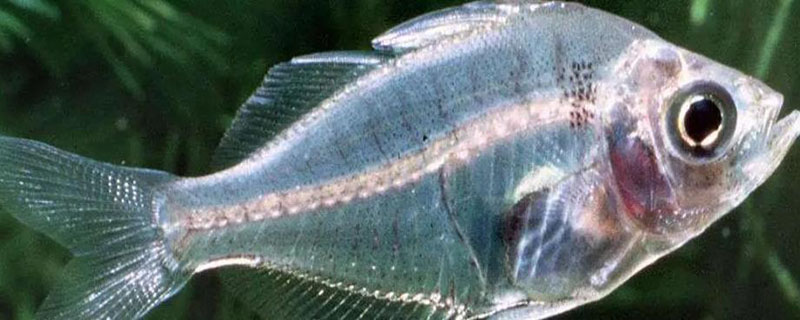 透明鱼为什么要放生 中国十大最恐怖鱼
