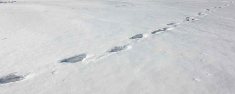 小猪在雪地里的脚印像什么（小猪在雪地里的脚印像什么呢）