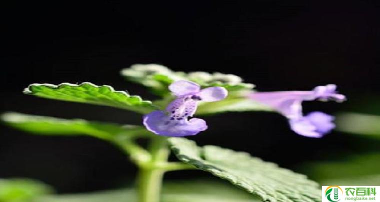 薰衣草招虫还是驱虫（十大阴气最重的花）