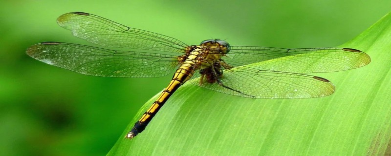蜻蜓有几对翅膀（蜻蜓有几对翅膀几条腿）