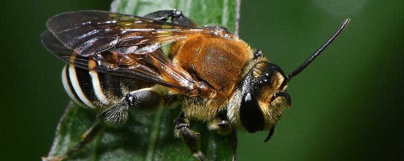 切叶蜂和樵叶蜂有什么区别（切叶蜂和蜜蜂的区别）