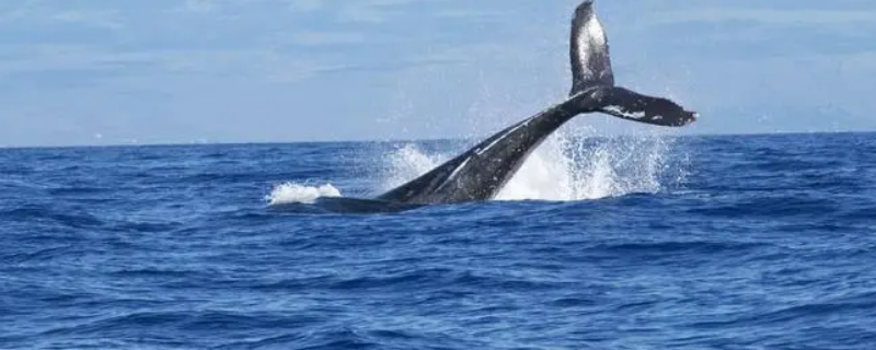 大西洋鲸鱼繁殖在哪里（大西洋鲸鱼繁殖在哪里生存）