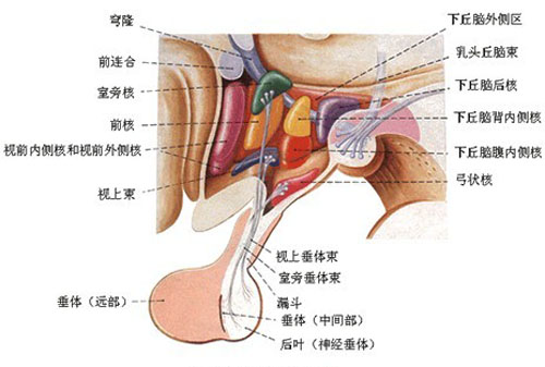 男子胸部挤出乳汁