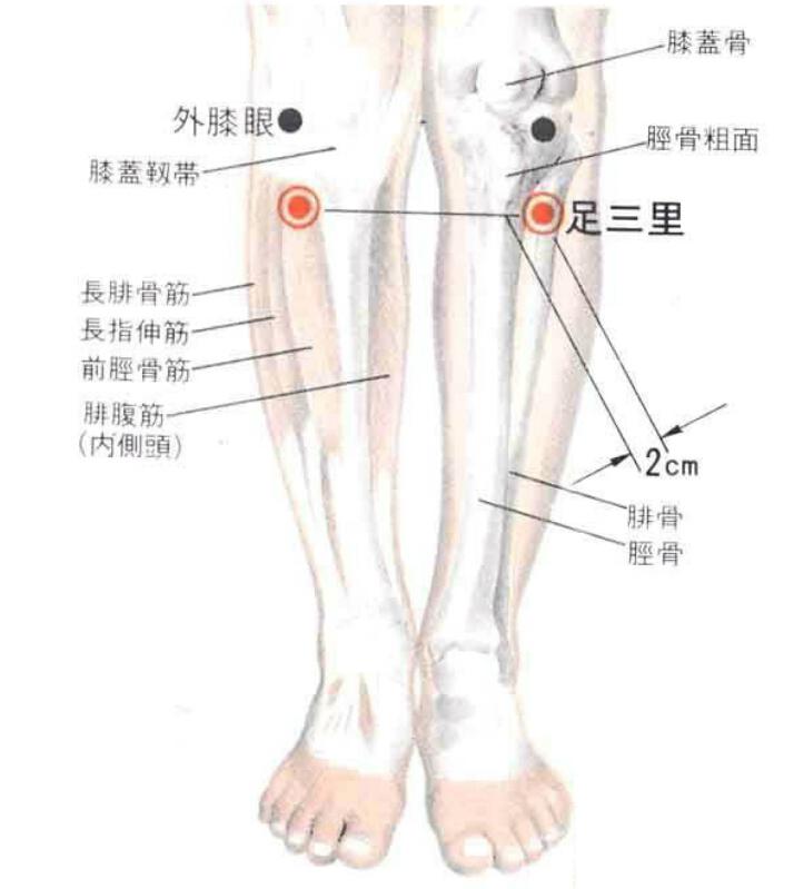 足三里的准确位置图（足三里的准确位置图片及作用）