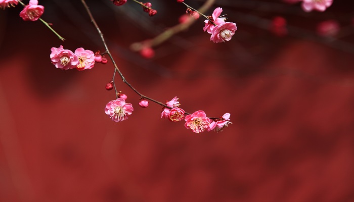 梅花魂的魂指什么意思 	梅花魂这个题目的含义