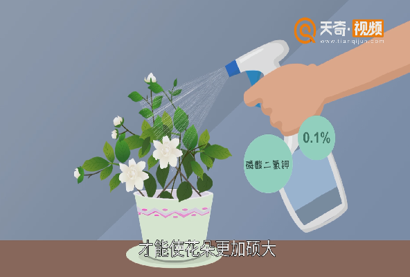  栀子花怎么养