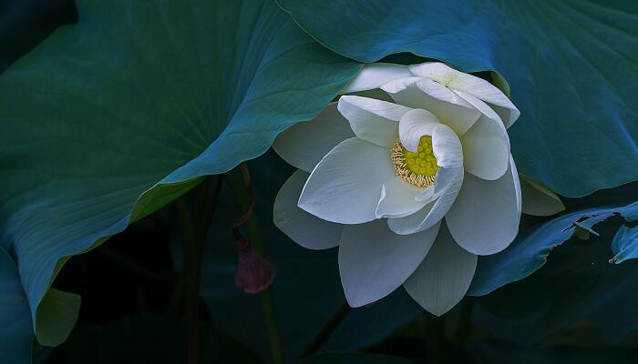 小池和池上描写的是哪个季节  小池和池上描写的是什么季节呢