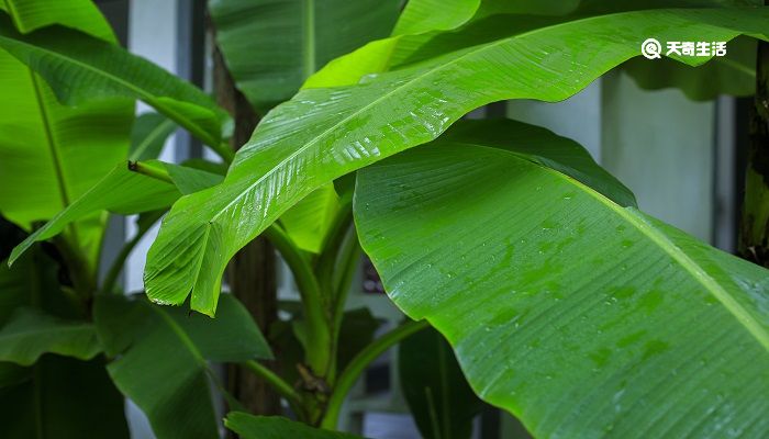 戏掬清泉洒蕉叶儿童误认雨声来的意思 戏掬清泉洒蕉叶儿童误认雨声来的意思是什么