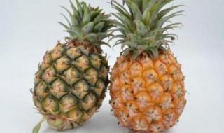 凤梨和菠萝的区别 八大区别分享